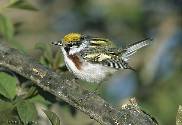 Photo (12): Chestnut-sided Warbler