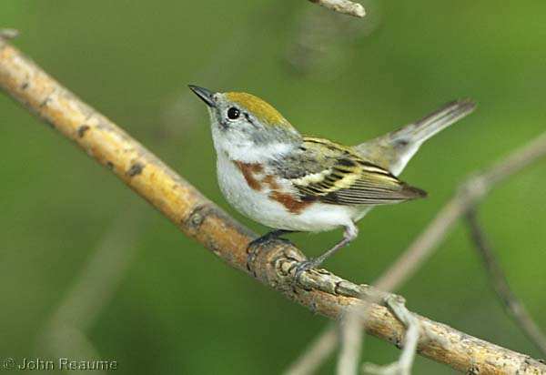 Photo (2): Chestnut-sided Warbler