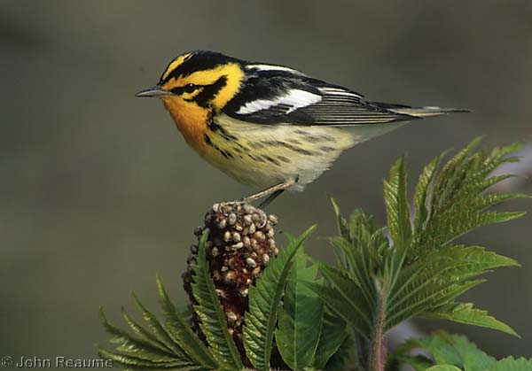 Photo (7): Blackburnian Warbler