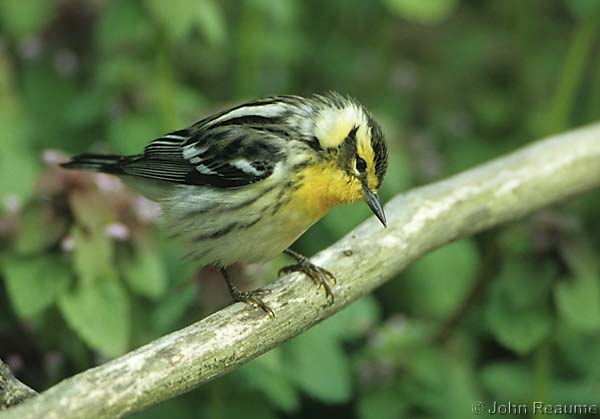 Photo (4): Blackburnian Warbler