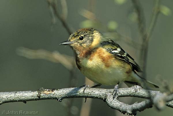 Photo (2): Bay-breasted Warbler