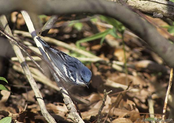 Photo (10): Cerulean Warbler