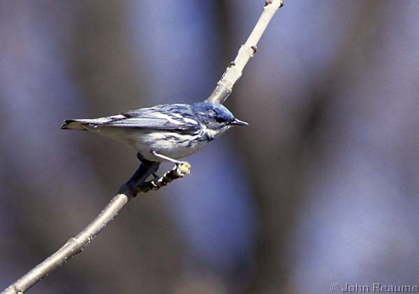 Photo (12): Cerulean Warbler