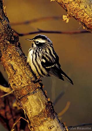 Photo (11): Black-and-white Warbler