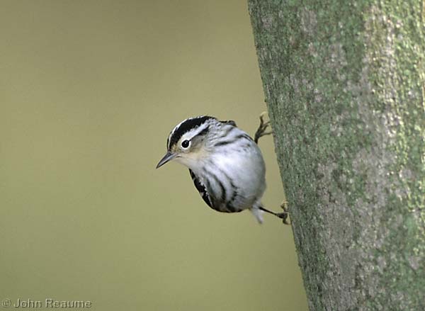 Photo (5): Black-and-white Warbler