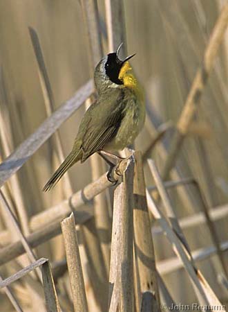 Photo (9): Common Yellowthroat