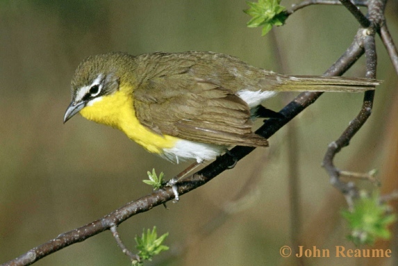 Photo (1): Yellow-breasted Chat