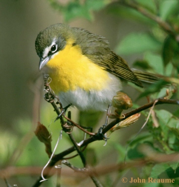 Photo (2): Yellow-breasted Chat