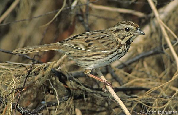 Photo (4): Song Sparrow