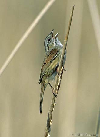 Photo (8): Swamp Sparrow