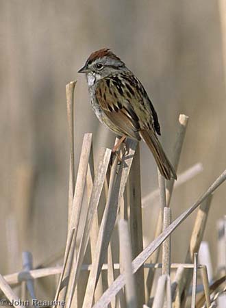 Photo (7): Swamp Sparrow