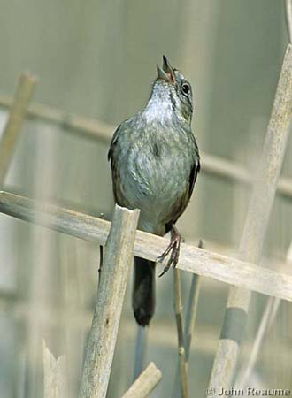 Photo (9): Swamp Sparrow