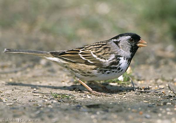 Photo (1): Harris's Sparrow