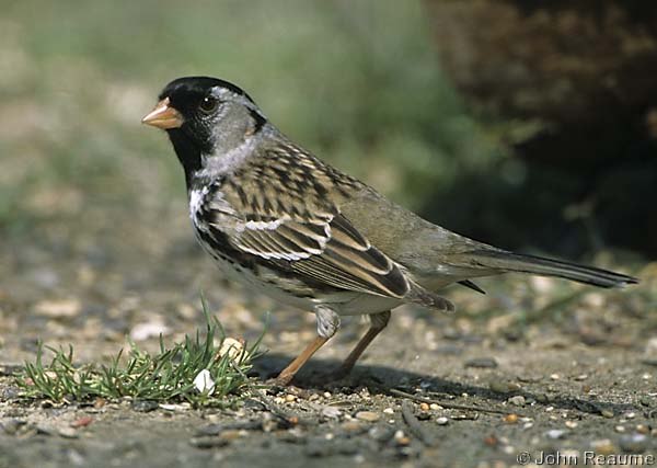 Photo (2): Harris's Sparrow