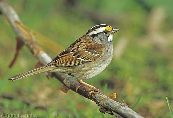 Photo (13): White-throated Sparrow