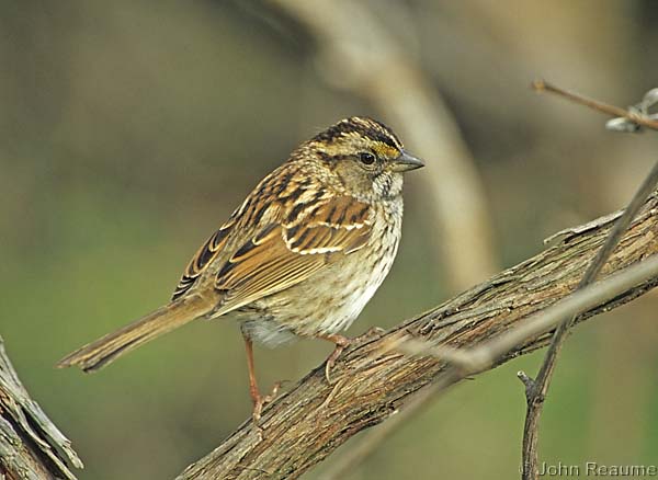 Photo (12): White-throated Sparrow