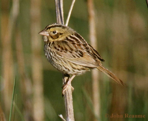 Photo (1): Henslow's Sparrow