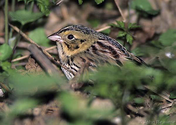 Photo (2): Henslow's Sparrow
