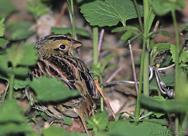 Photo (4): Henslow's Sparrow