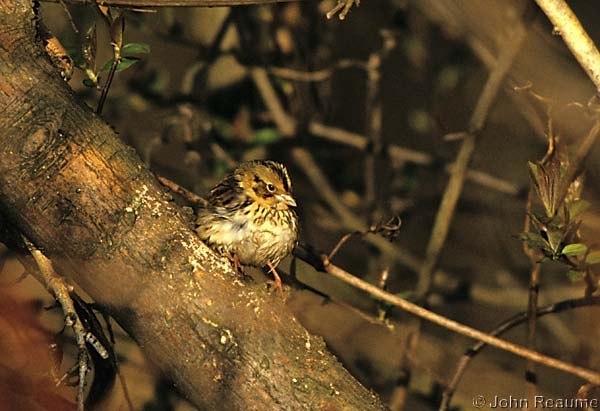 Photo (5): Henslow's Sparrow