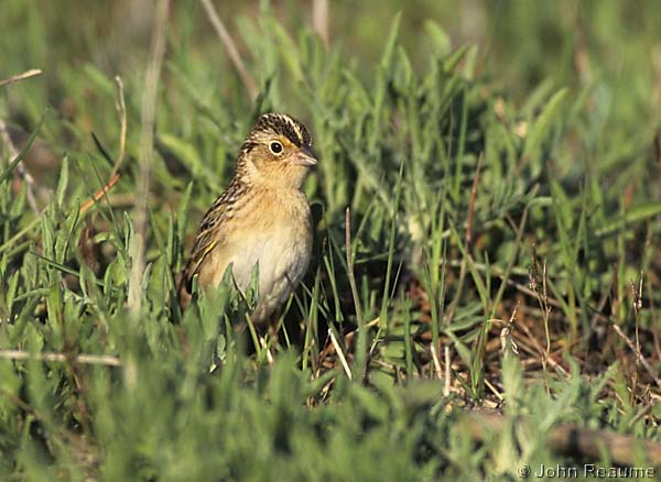 Photo (10): Grasshopper Sparrow