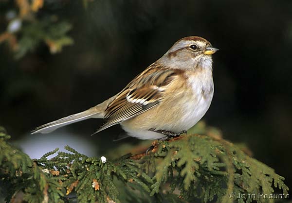 Photo (3): American Tree Sparrow