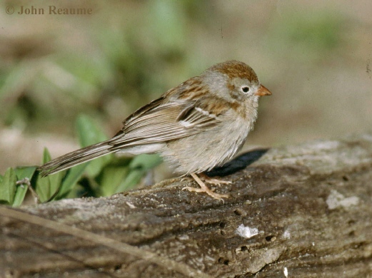 Photo (3): Field Sparrow
