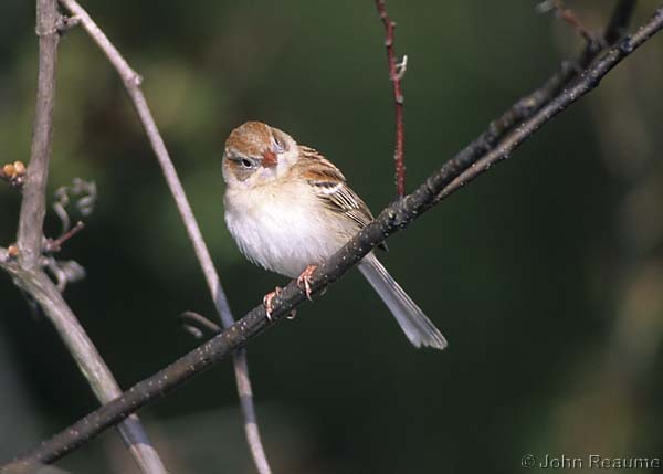 Photo (4): Field Sparrow