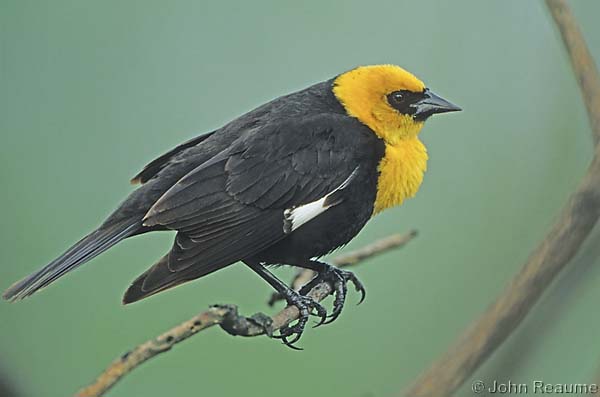 Photo (1): Yellow-headed Blackbird