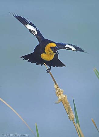 Photo (2): Yellow-headed Blackbird