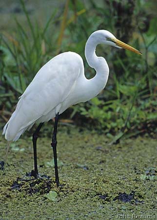 Photo (10): Great Egret