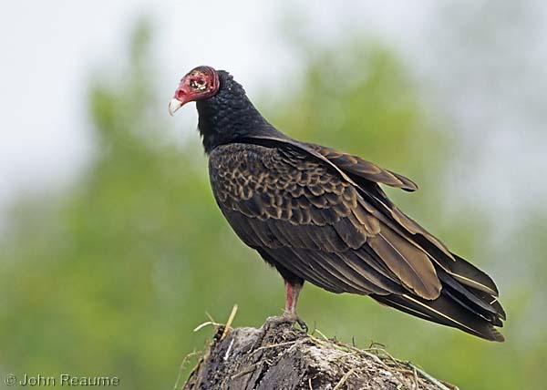 Photo (3): Turkey Vulture