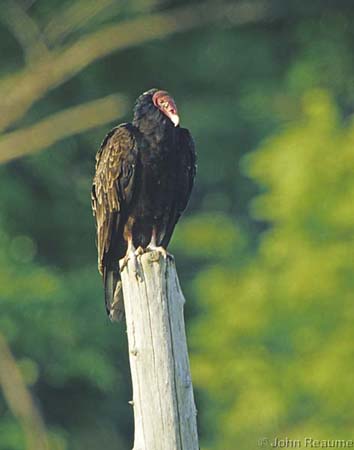 Photo (4): Turkey Vulture