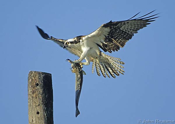 Photo (9): Osprey