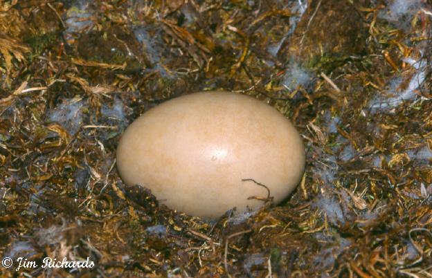Photo (8): Tundra Swan