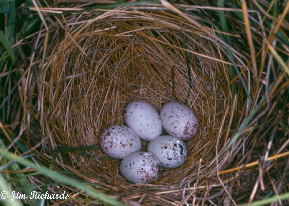 Photo (20): Eastern Meadowlark