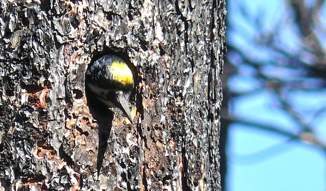 Photo (5): Black-backed Woodpecker