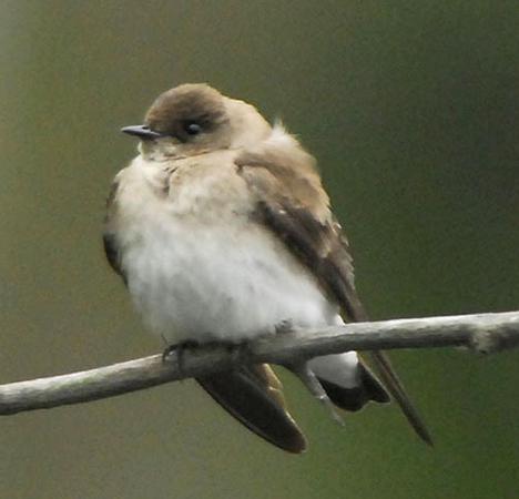 Photo (8): Northern Rough-winged Swallow