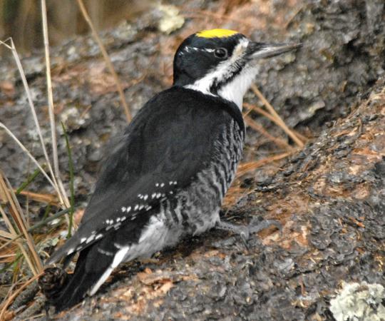 Photo (1): Black-backed Woodpecker