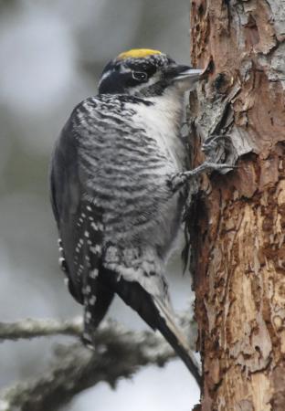 Photo (1): American Three-toed Woodpecker