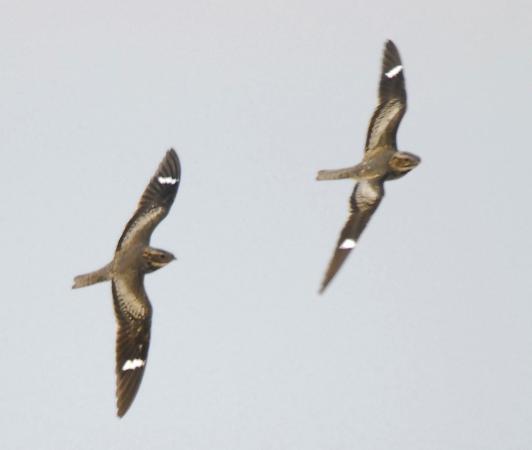 Photo (3): Common Nighthawk