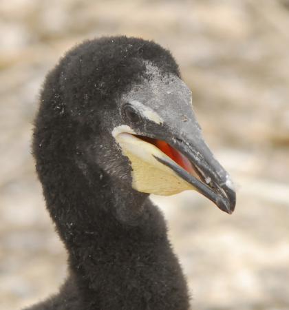 Photo (20): Double-crested Cormorant