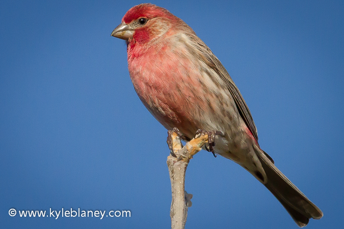 Photo (1): House Finch