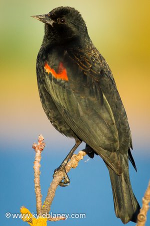 Photo (11): Red-winged Blackbird
