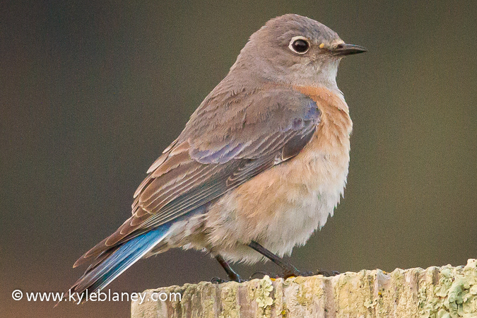 Photo (2): Western Bluebird