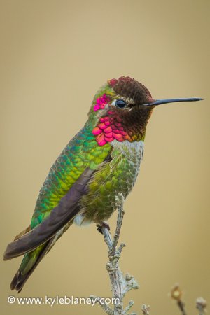 Photo (1): Anna's Hummingbird