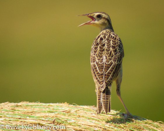 Photo (8): Western Meadowlark