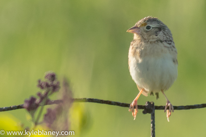 Photo (22): Grasshopper Sparrow