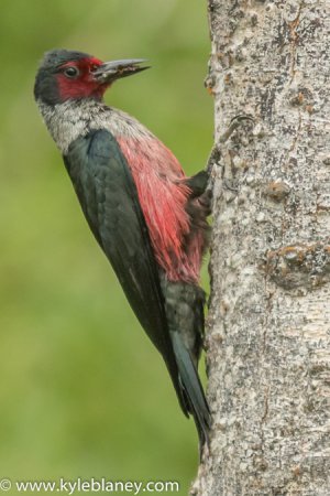 Photo (12): Lewis's Woodpecker