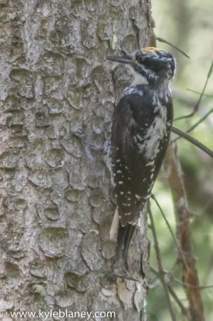 Photo (6): American Three-toed Woodpecker